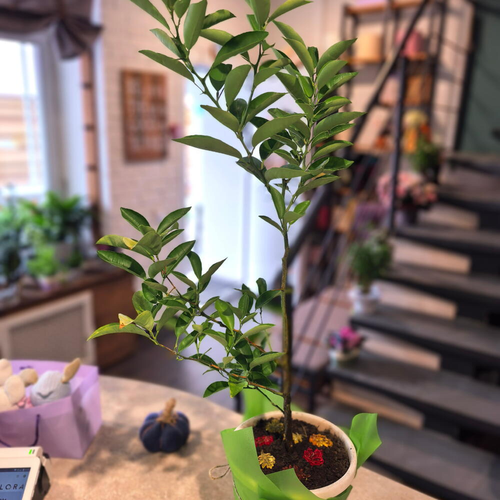 Лимон