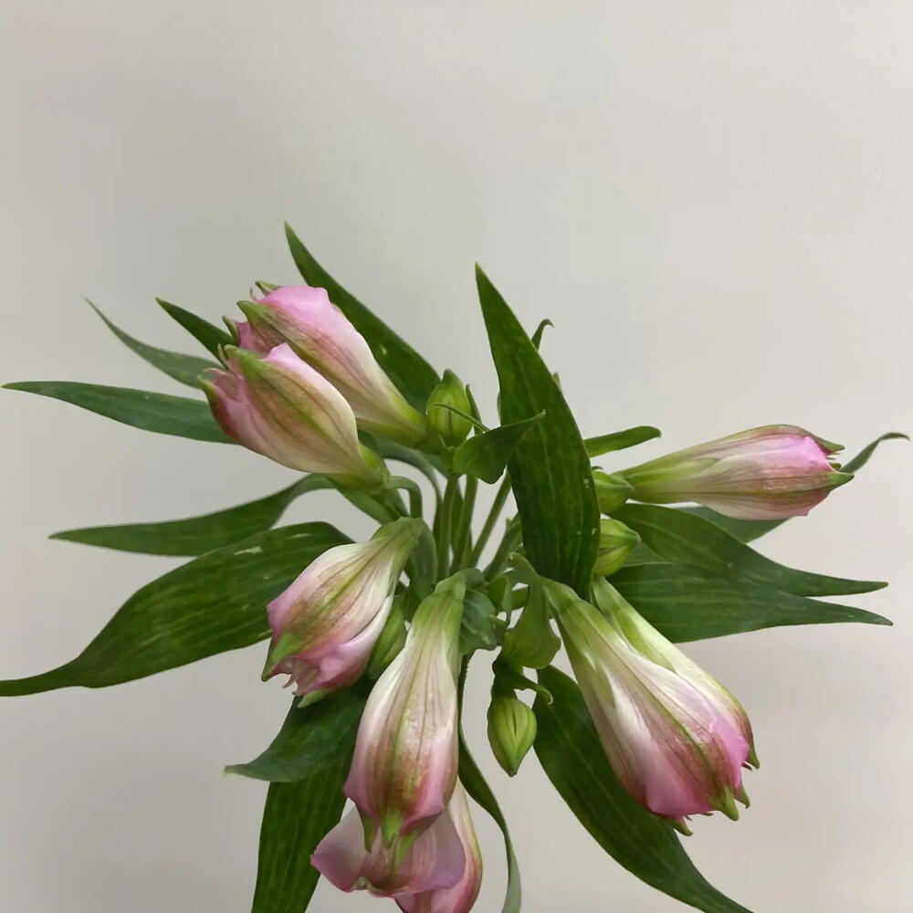 Альстромерия Pink Floyd / Alstroemeria Pink Floyd