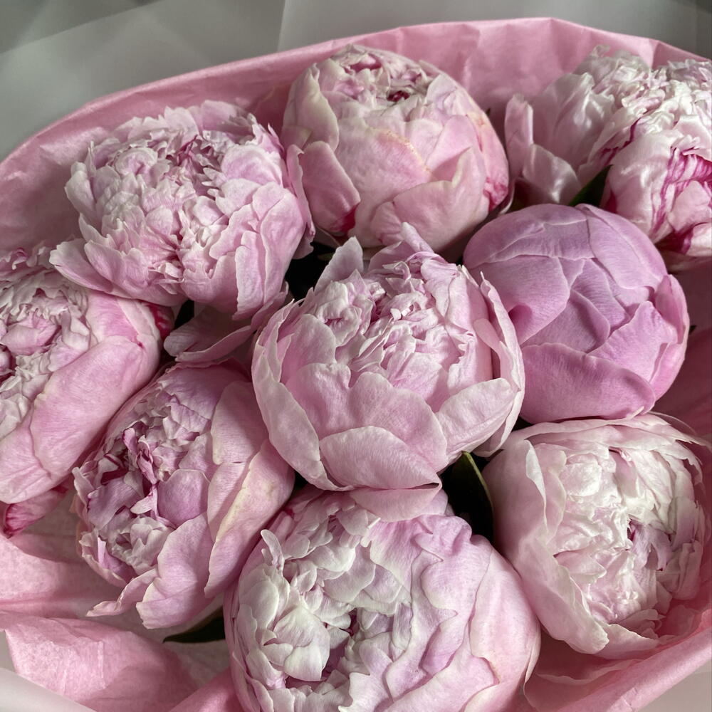 Нежный букет из 9 пионов Сара Бернар 🌸🤗