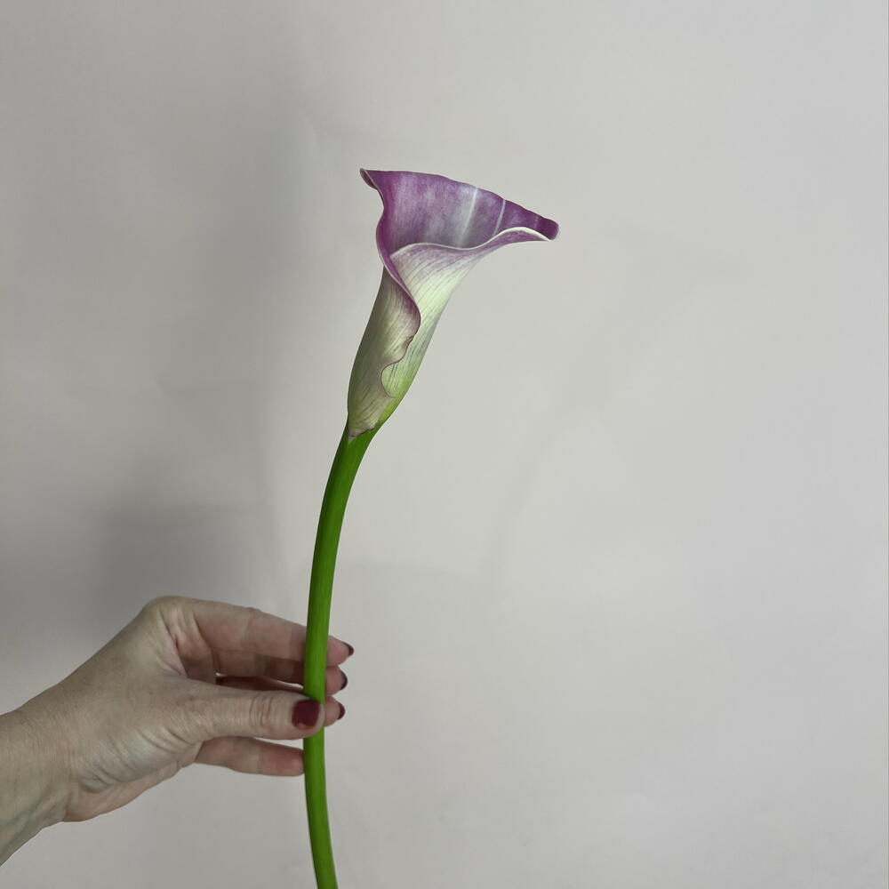 Калла розовая