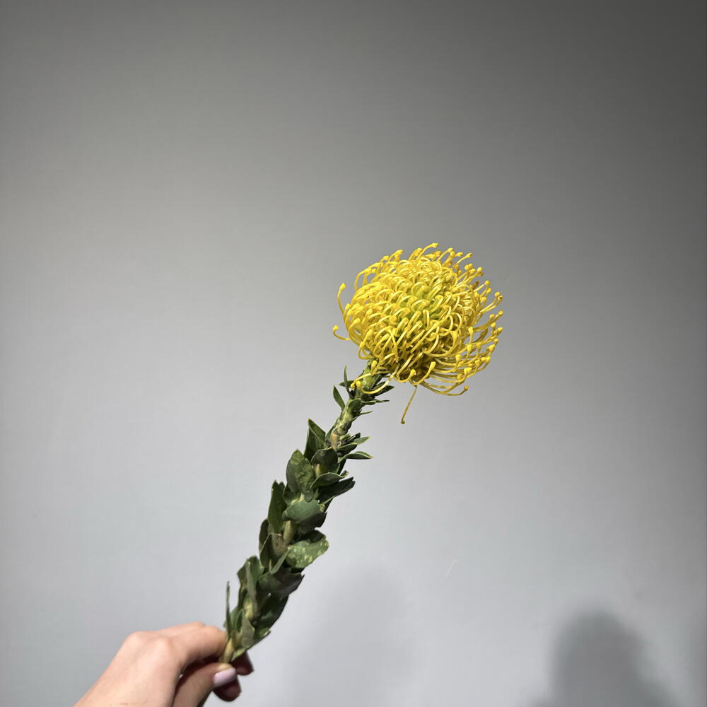 нутан желтый💛