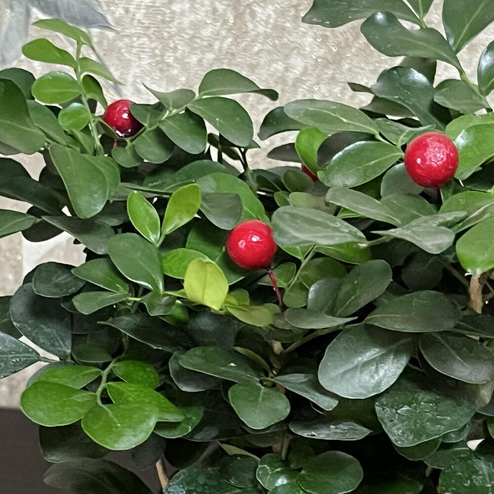 Мурайя в горшке