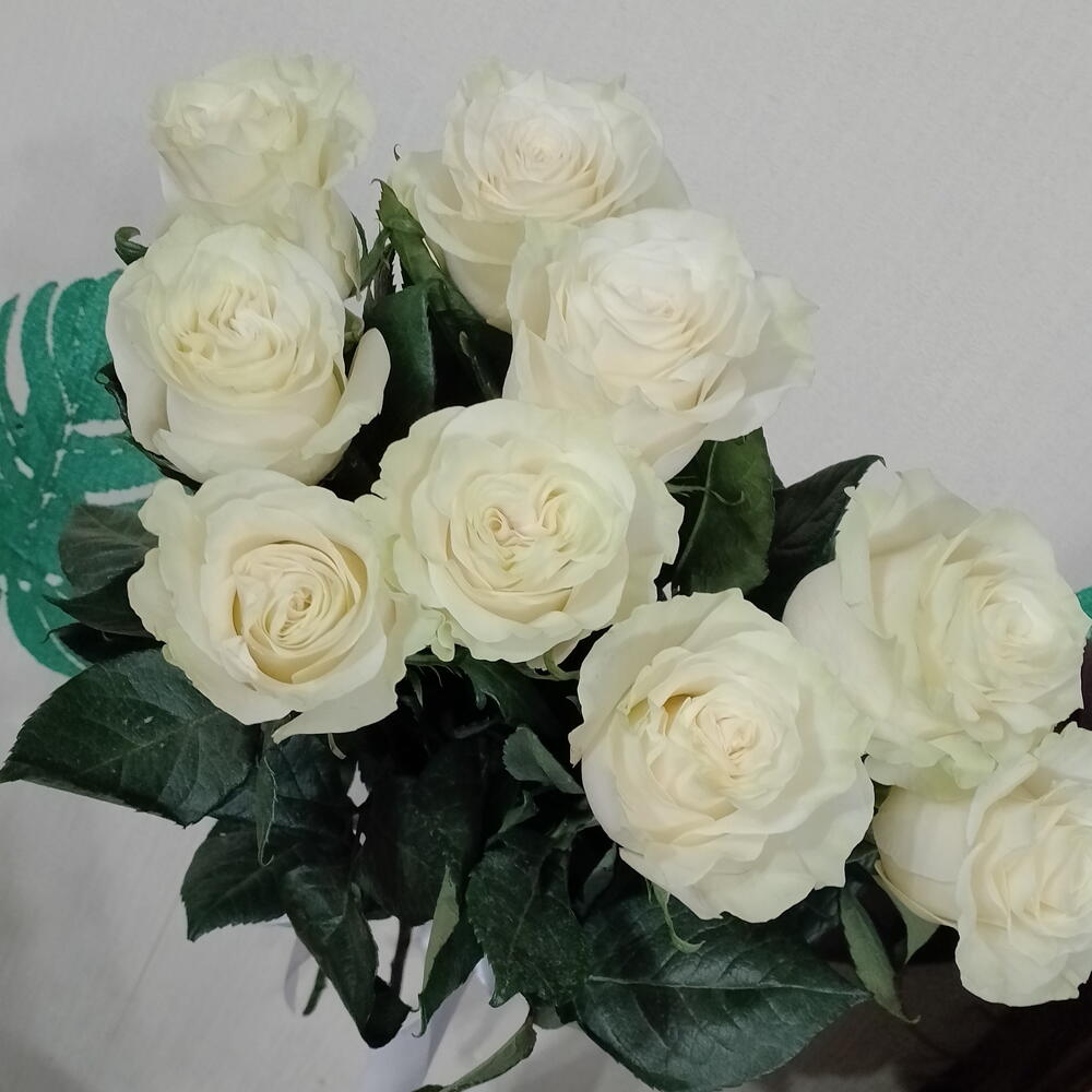 Розы Мондиаль
