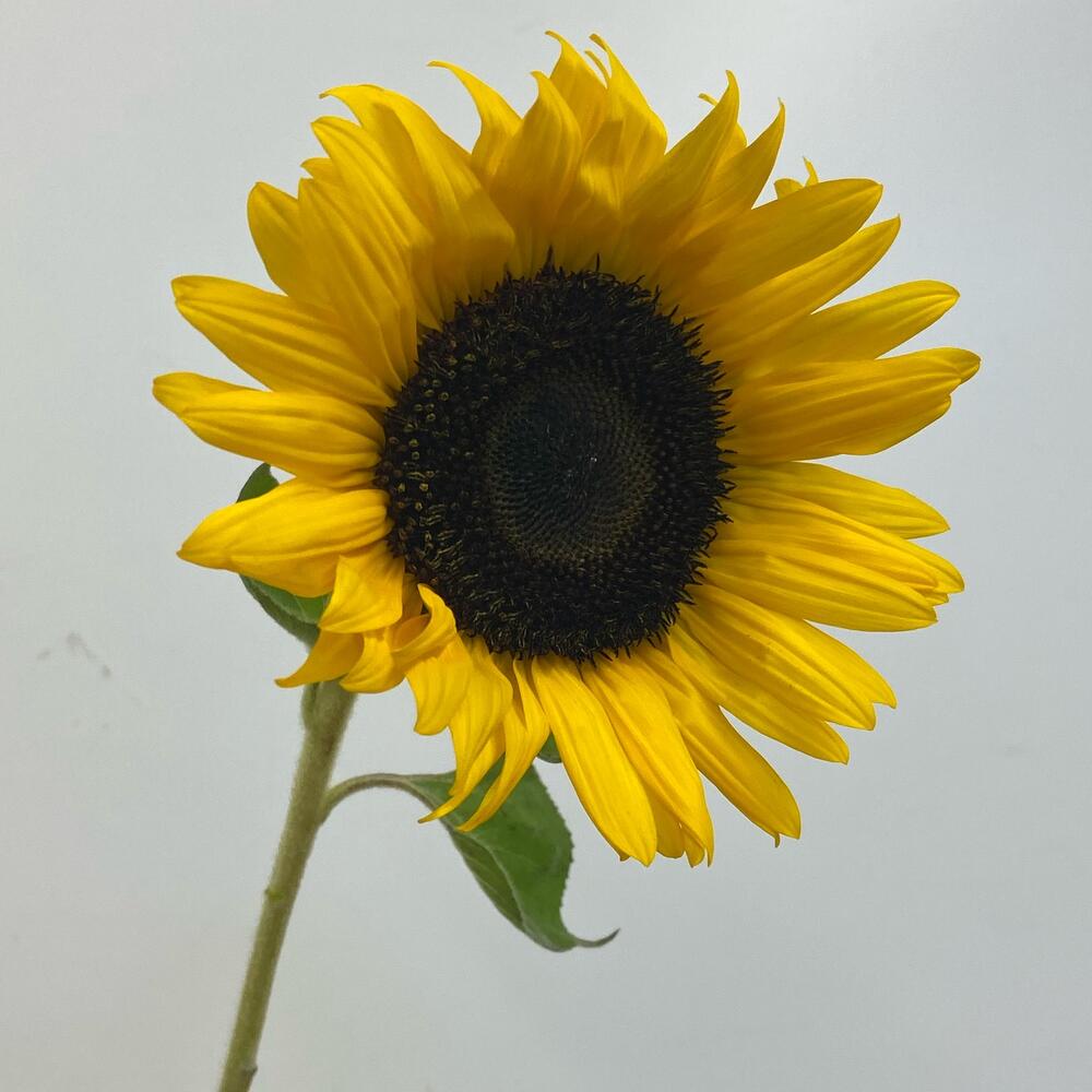 Подсолнух 🌻