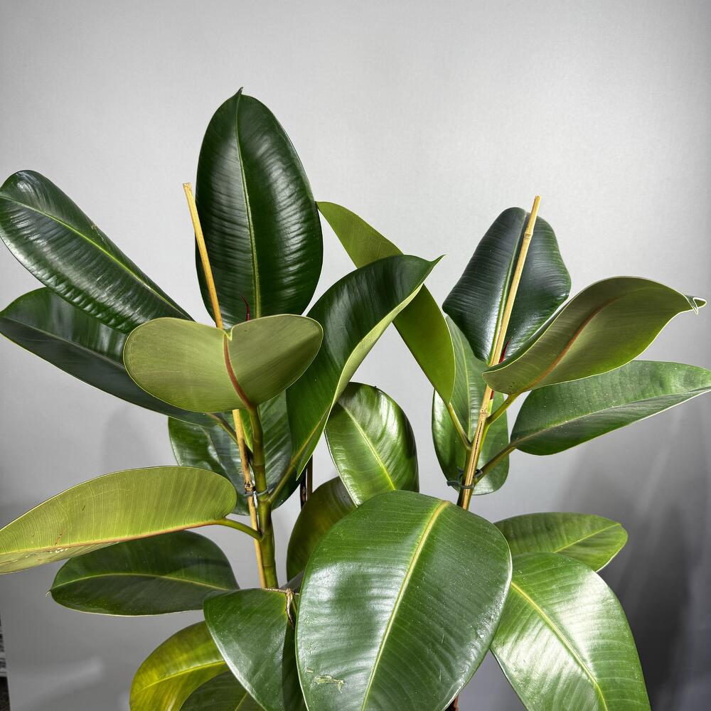 Ficus Robusta
