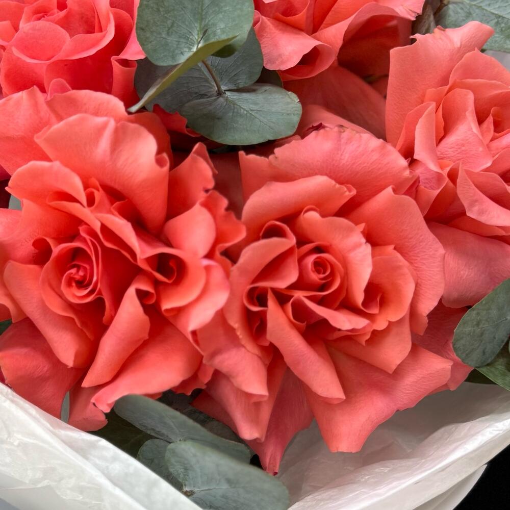 Французская Роза «Амстердам» ♥️