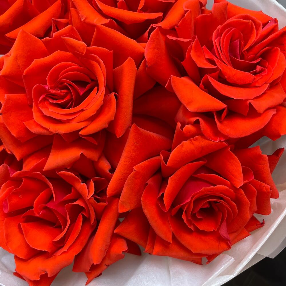 Монобукет🌹из Французской розы 7 шт