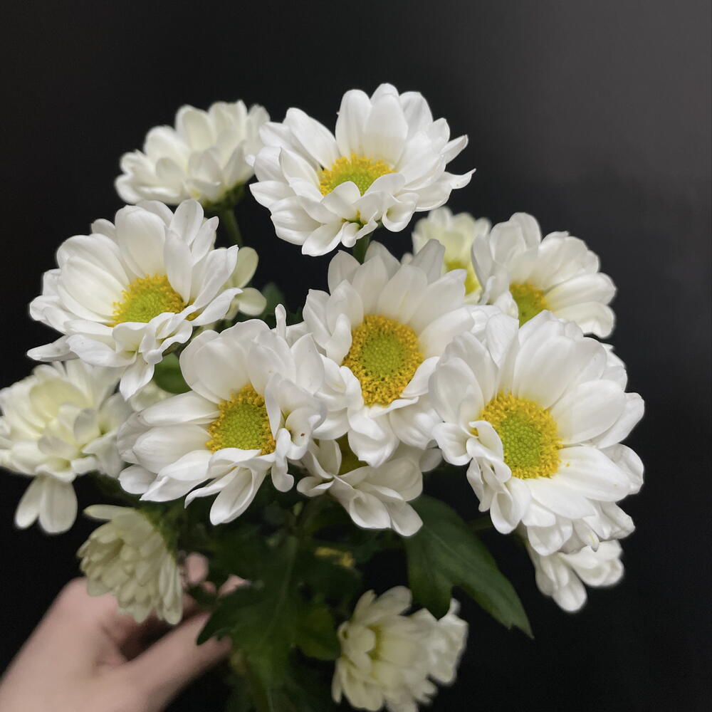 Сантини