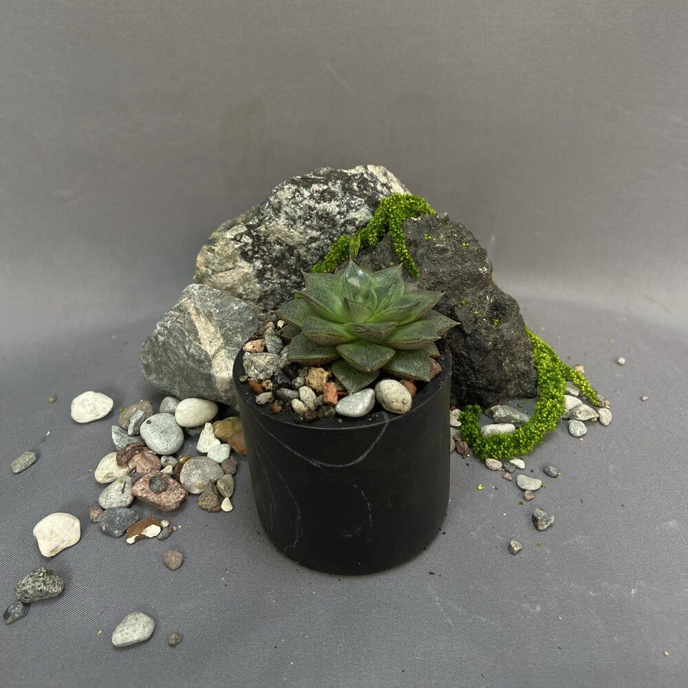 Эхеверия Пурпузорум / Echeveria purpusorum