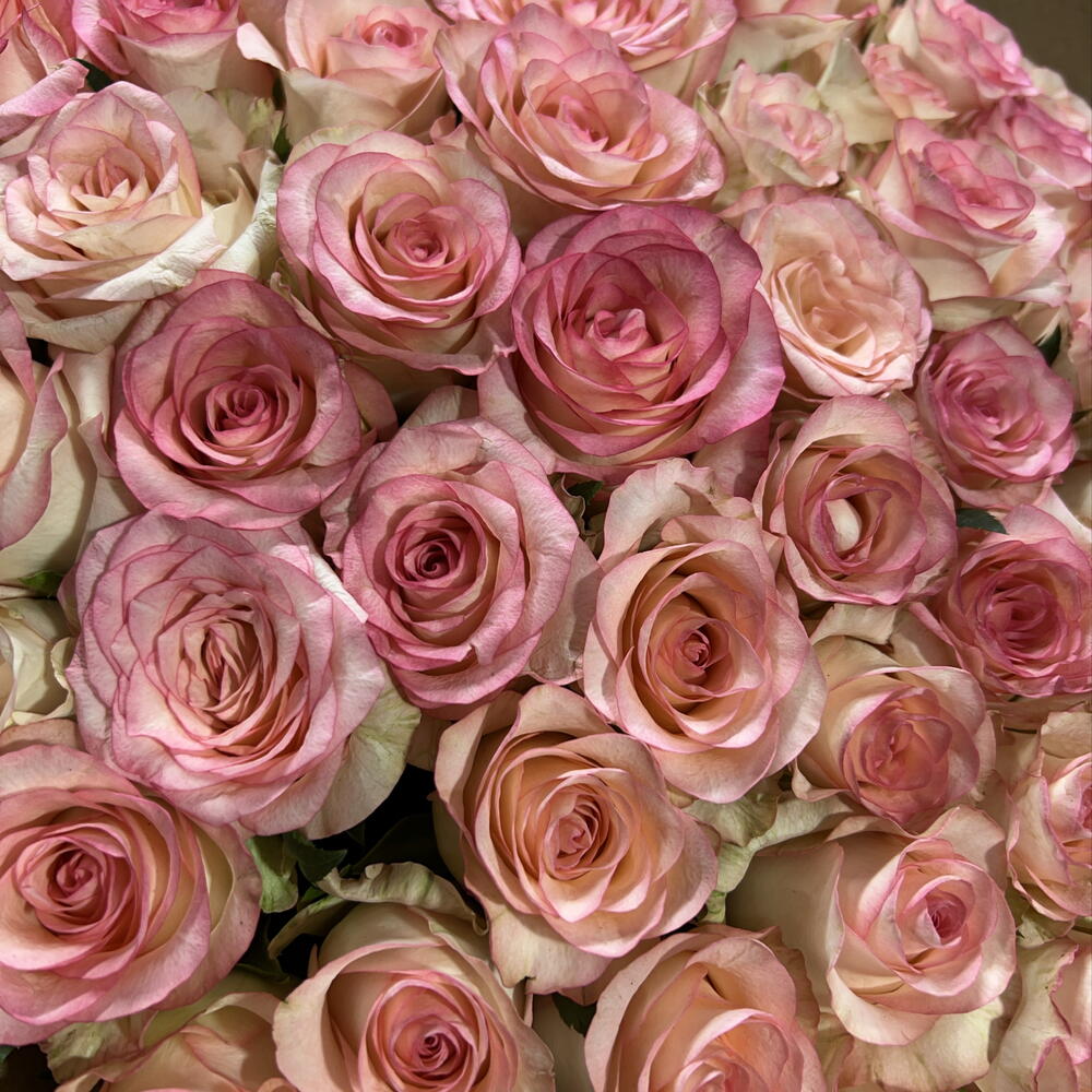 🌹51 РОЗА ДЖУМИЛИЯ — «СИМФОНИЯ В АКВАРЕЛИ»🌹