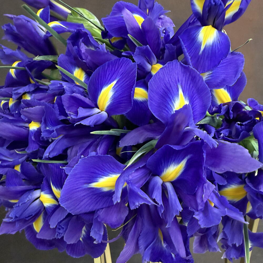 Пачка Ирис Blue Magic 50 шт