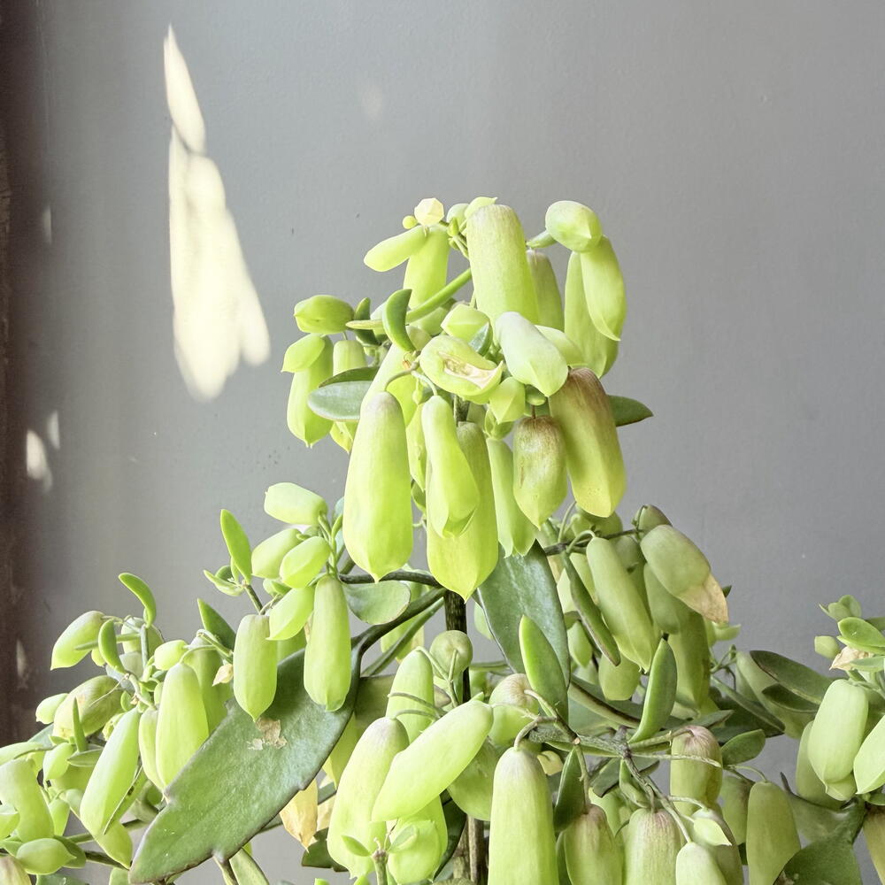 Каланхоэ Magic Bells
