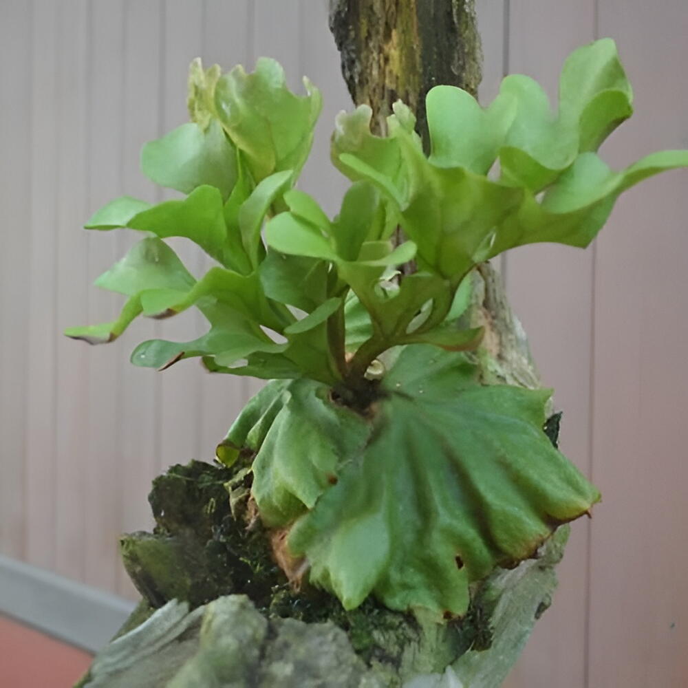 Платицериум ridleyi Dwarf compact Карликовый Ридли