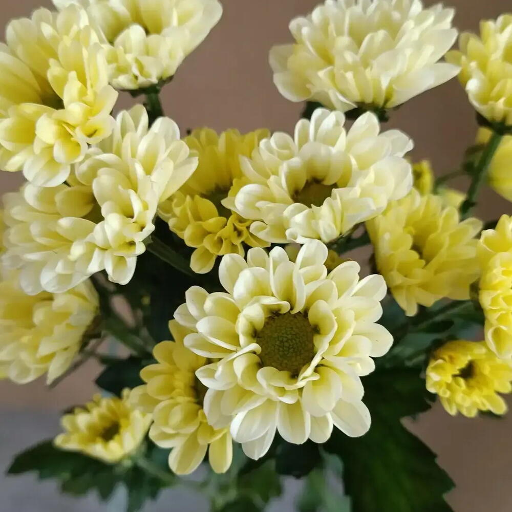 Сантини лимонного цвета