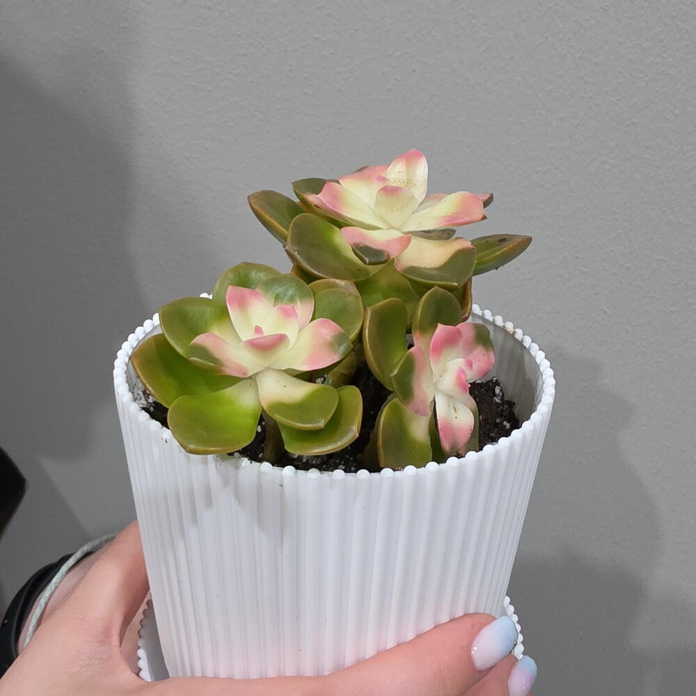 СЕДУМ Chocolate Variegated