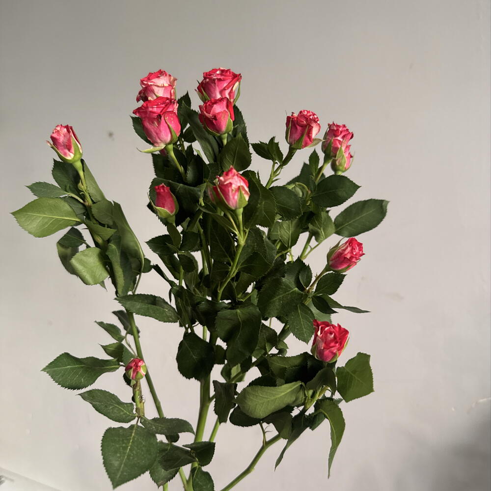 Роза кустовая