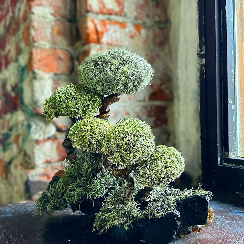 «SAN» — indoor Cetraria tree