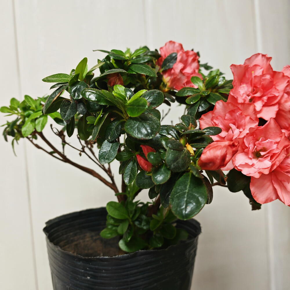 Rhododendron