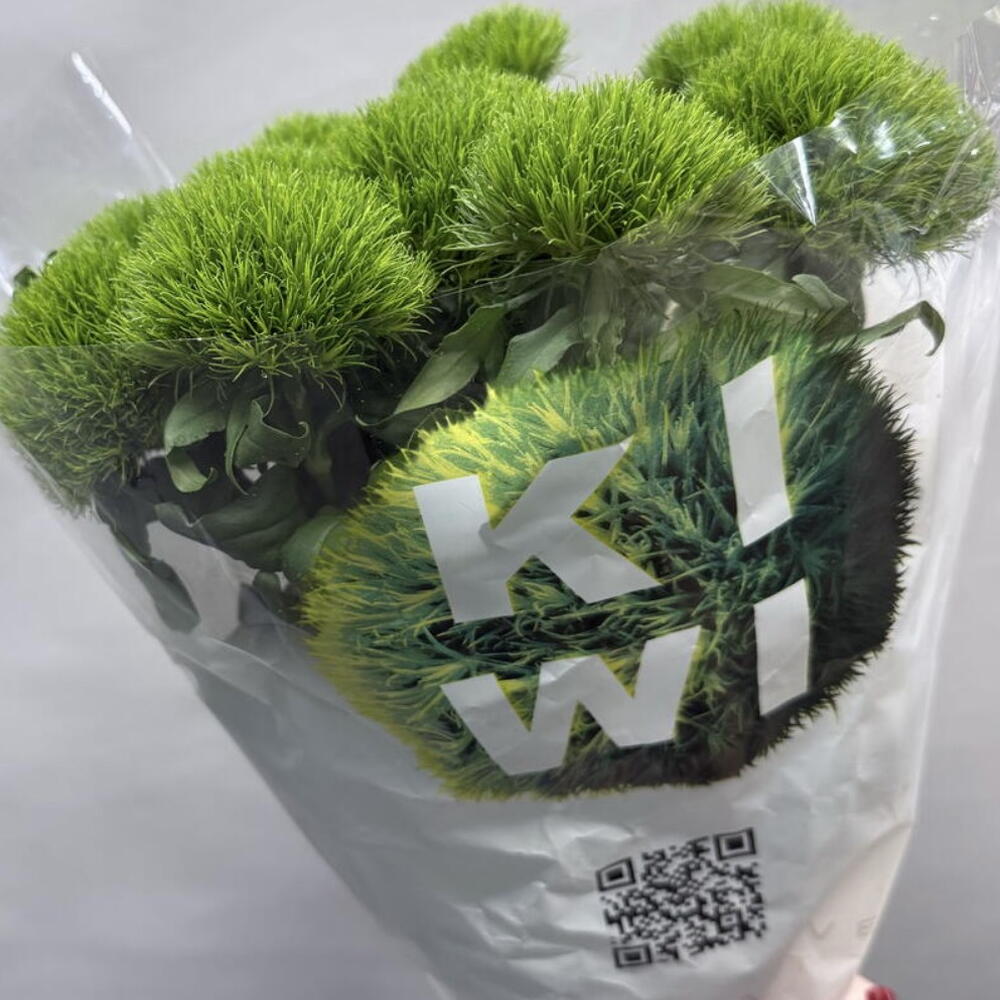 Диантус Kiwi
