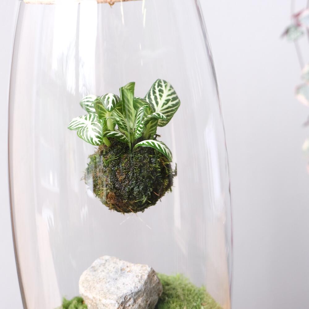 Флорариум / экосистема «Капля» кокедама с фиттониями GREEN, Живые ...