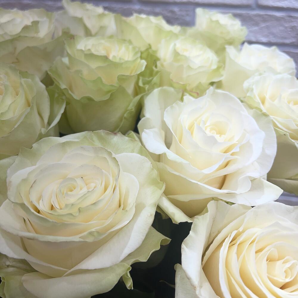 15 Роза Эквадор