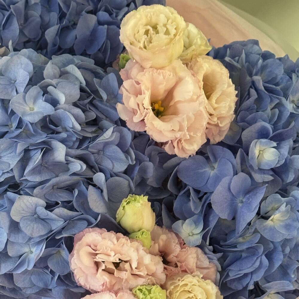 Petals of Love