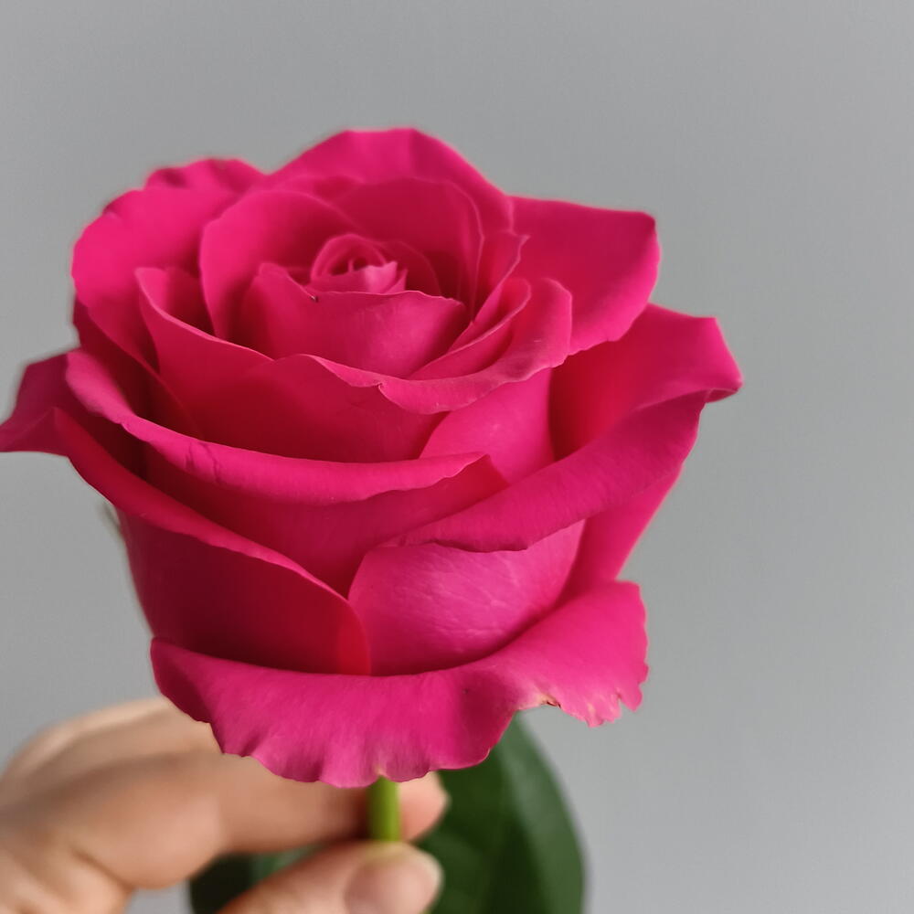Роза Pink Floid 80