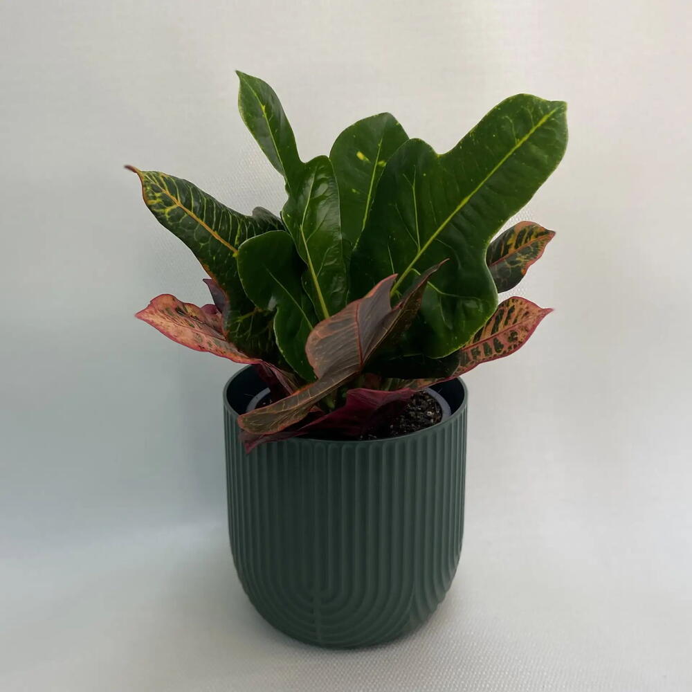 Кодиеум / Codiaeum