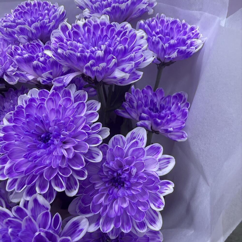 Комплемент🌸из лавандовой кустовой хризантемы