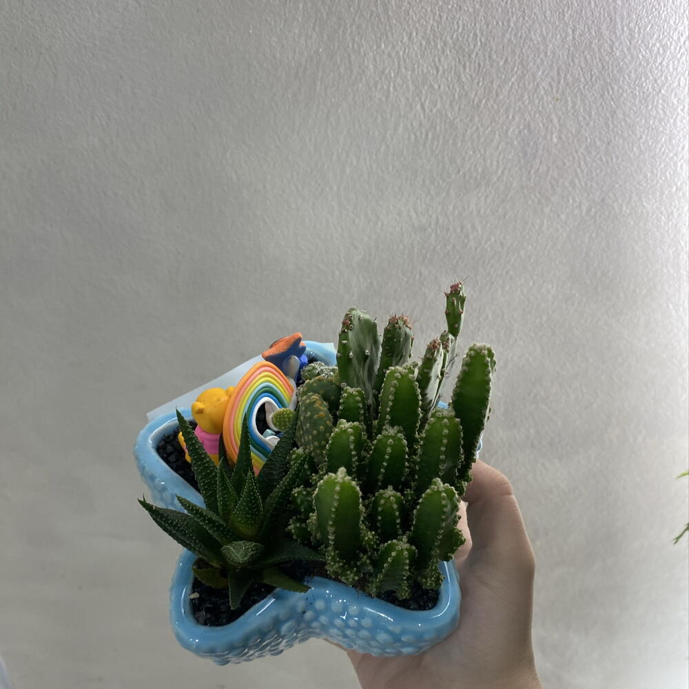 Кактус