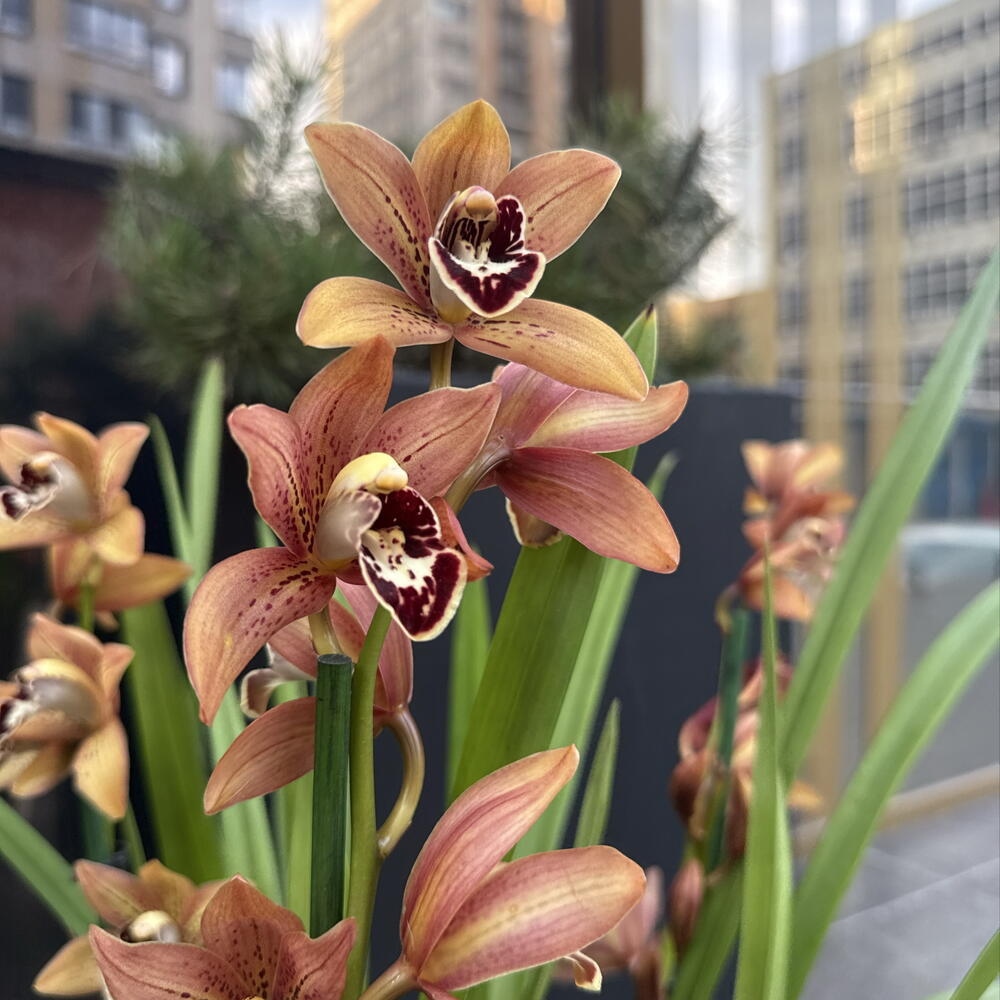 Орхидея / Orchidiva
