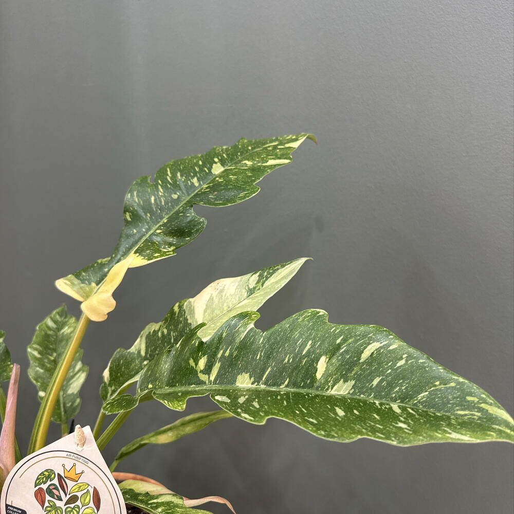 Royal Philodendron
