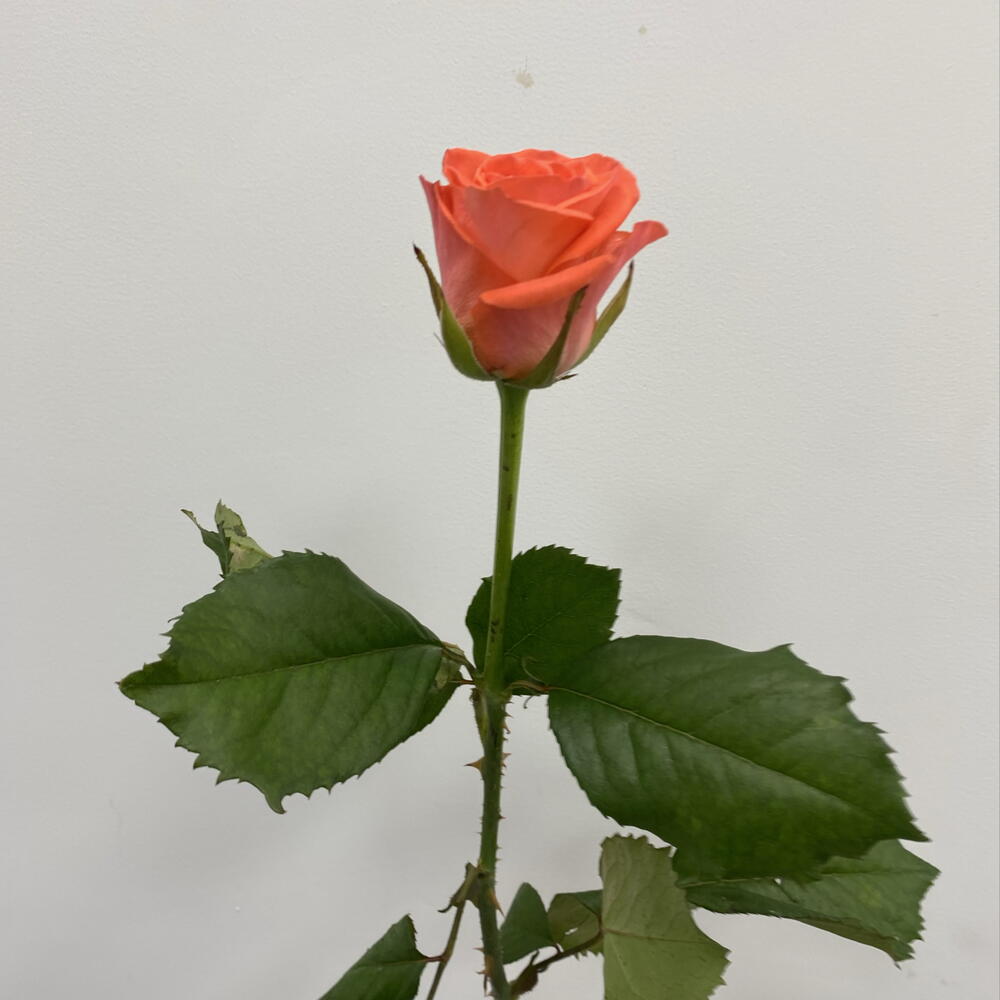 Коралловая Роза Вау