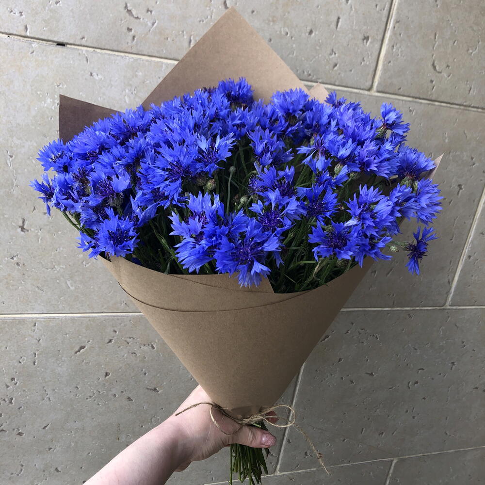 Васильки💐💐💐💐💐