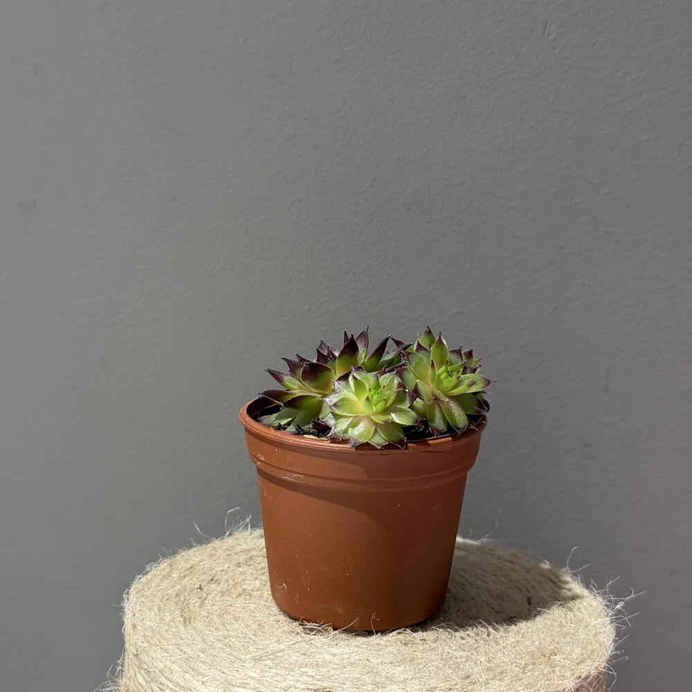 Кактус 🌵💕 Молодило (Sempervivum) — «каменная роза»