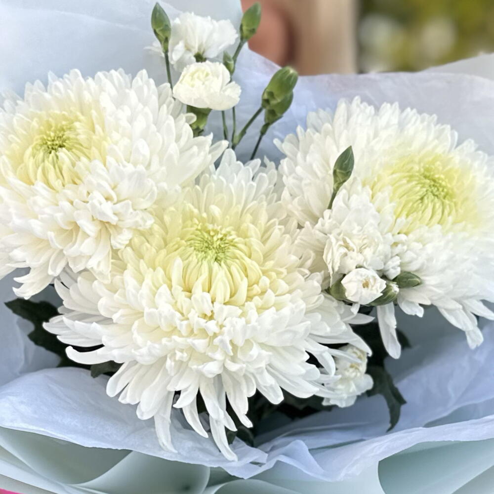 Нежные хризантемы 💚