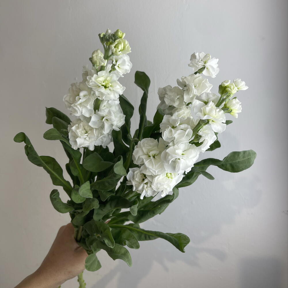 Метиолла белая 3
