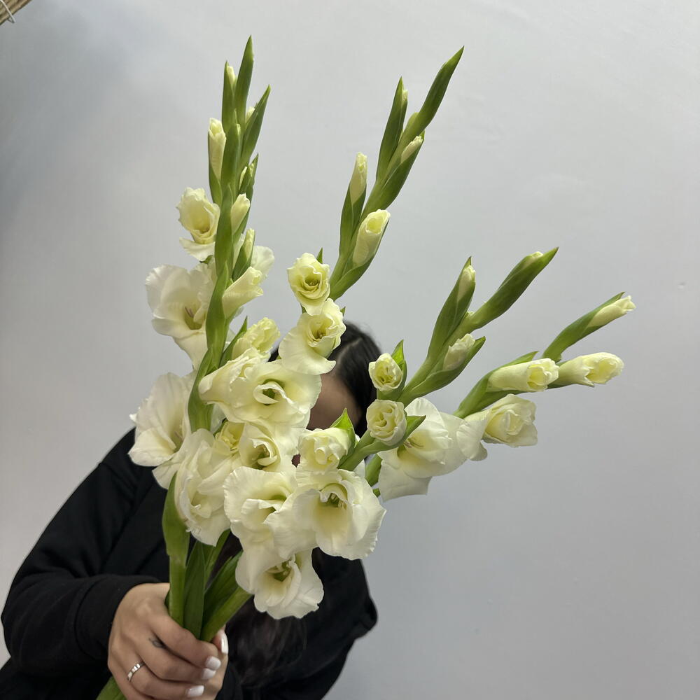 Нежные гладиолусы