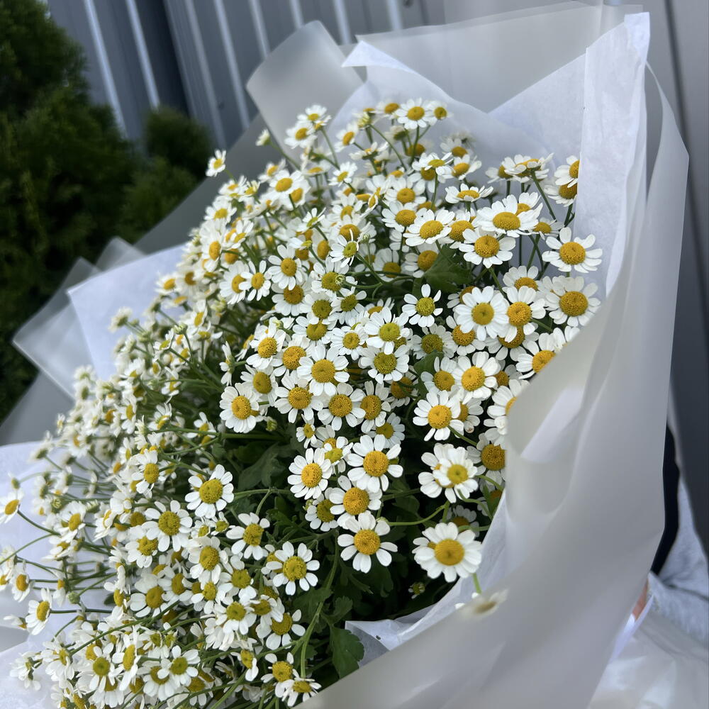 Ромашка полевая 😍