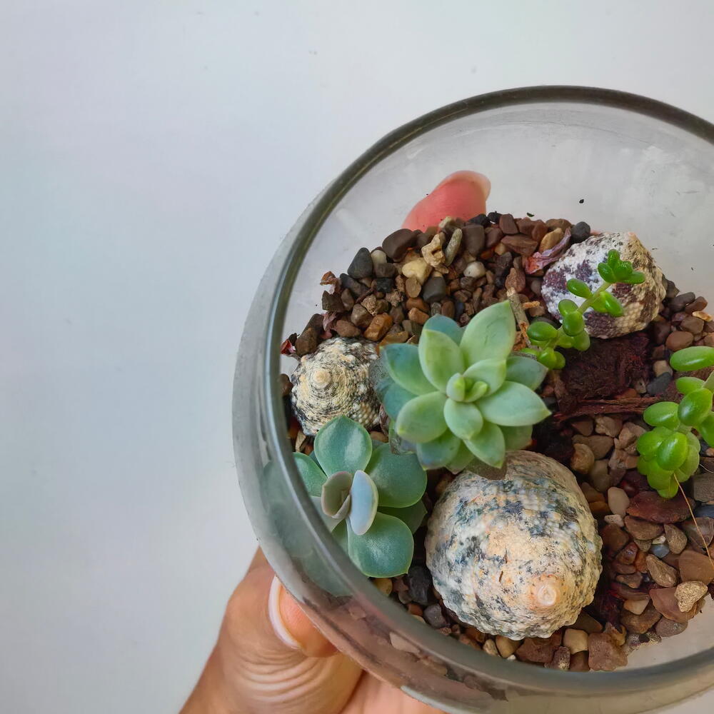 Florarium