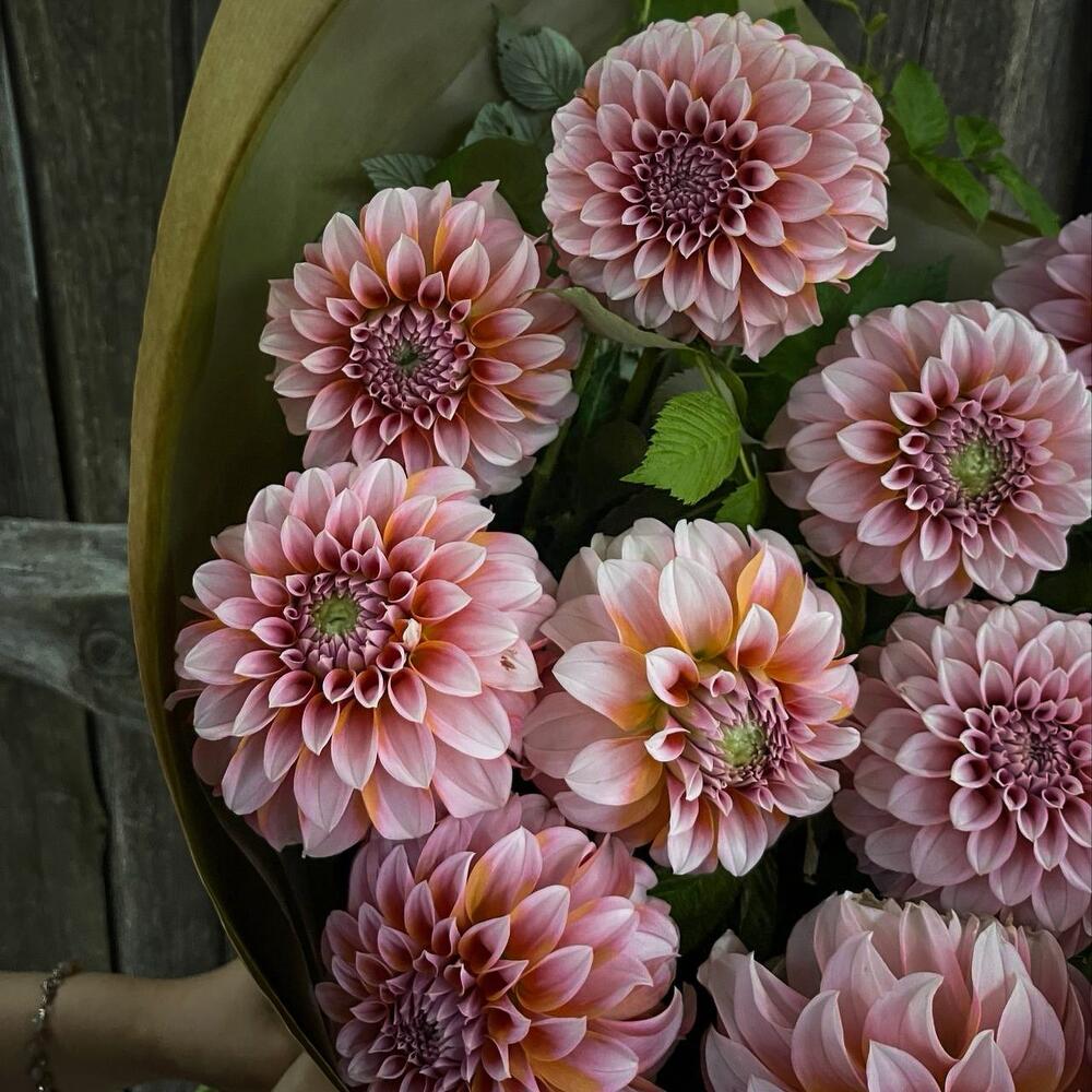Monobook made of trendy dahlias and raspberry twigs in craft FM431