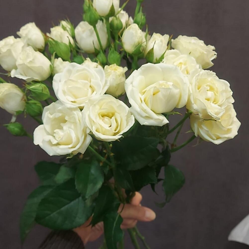 Букет из пионовидных роз