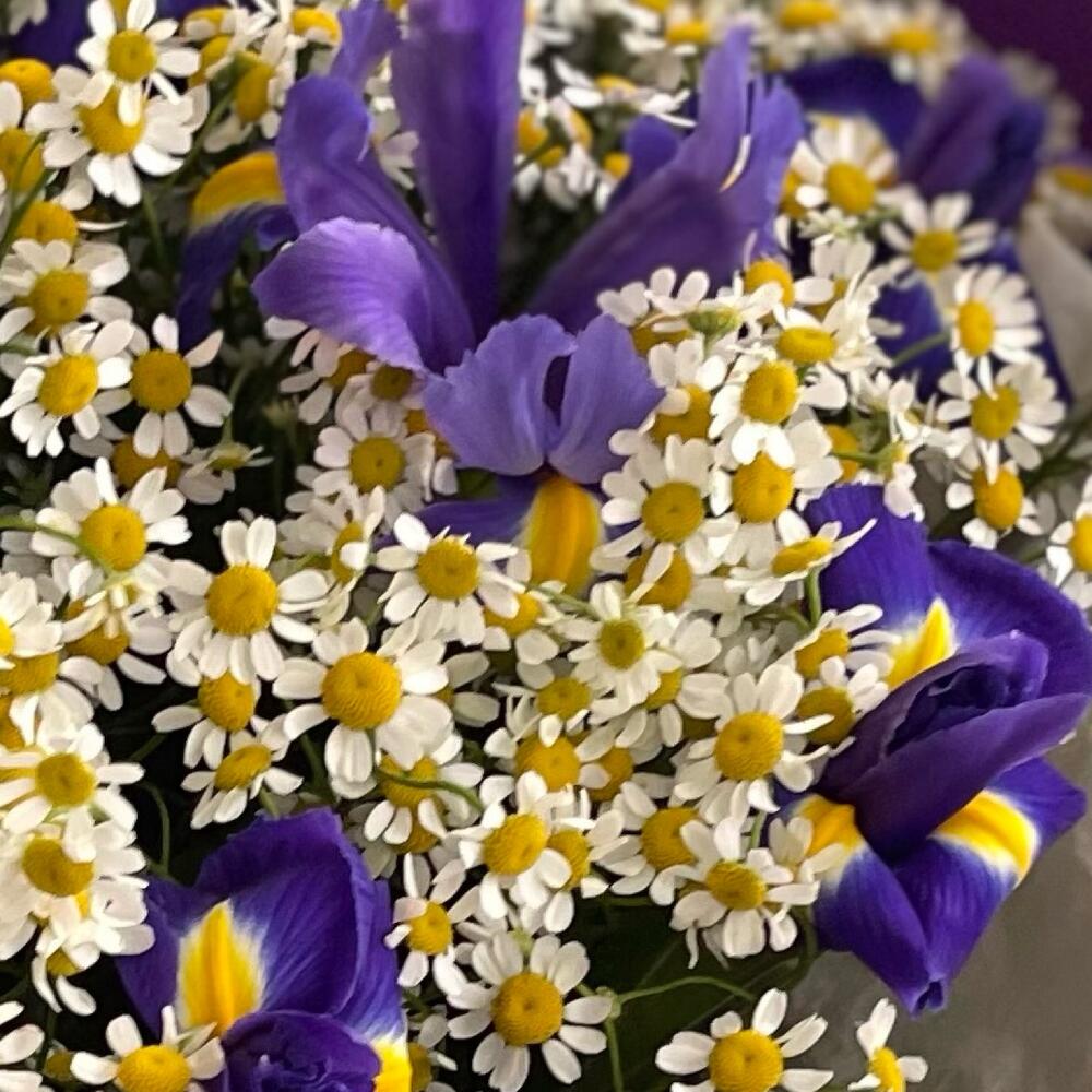 Ромашки с ирисами