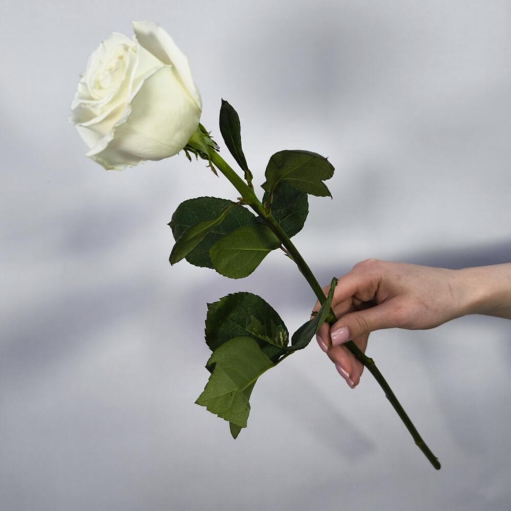 Rosa blanca