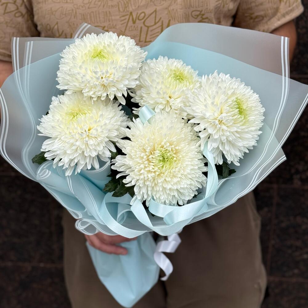 Крупные однологовые хризантемы (5шт)