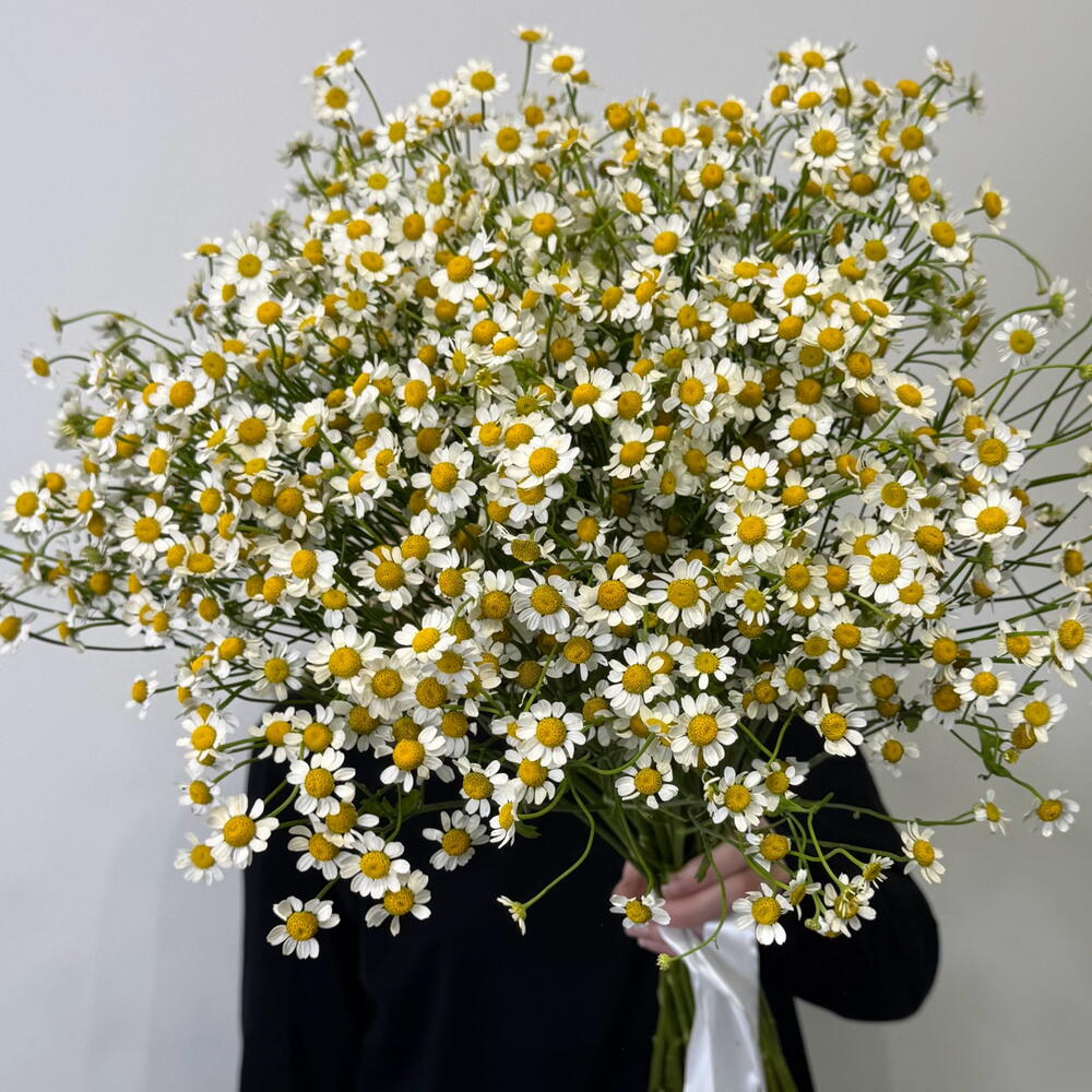 21 матрикария