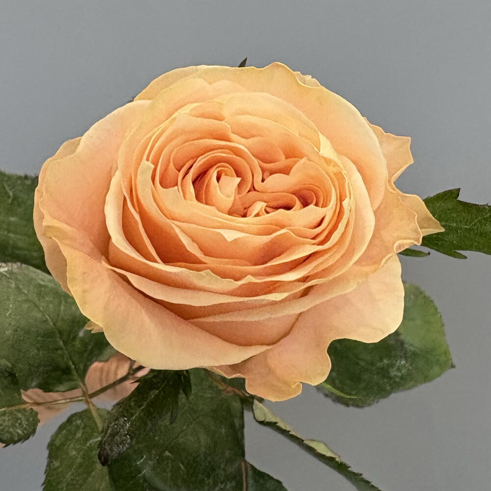 Роза Princess crown 50 см