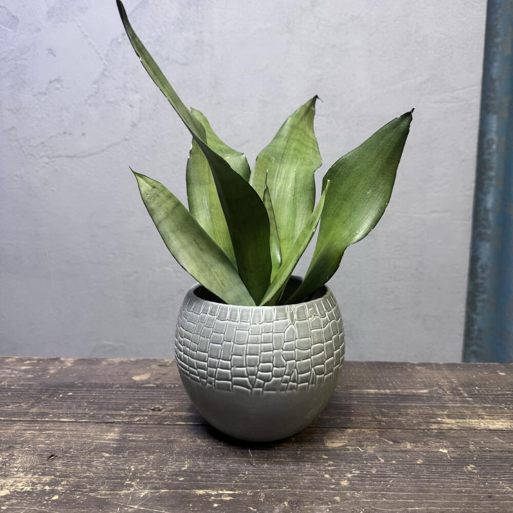 Комнатное растение Сансевиерия Муншайн (Sansevieria Moonshine)