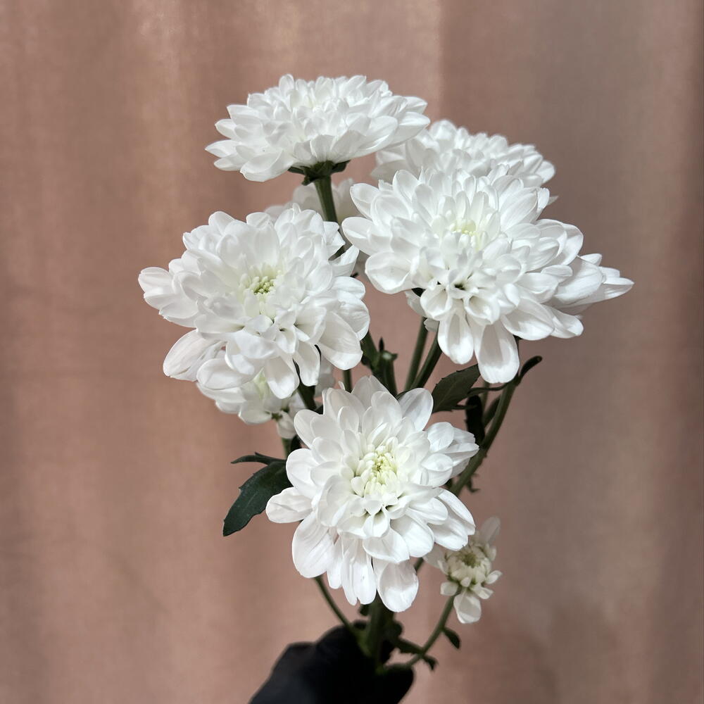 Хризантема кустовая Алтай премиум класса 🌷