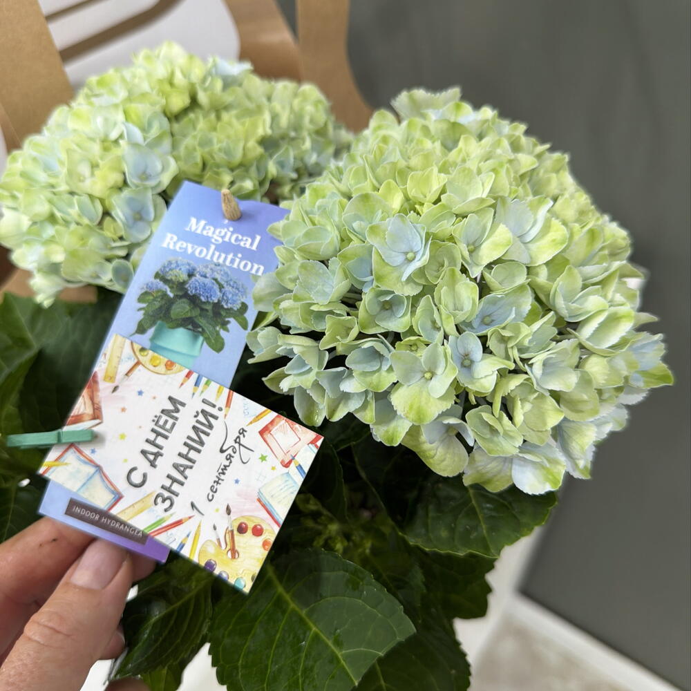 Hydrangea Гортензия крупнолистная с Днём знаний первокласснику